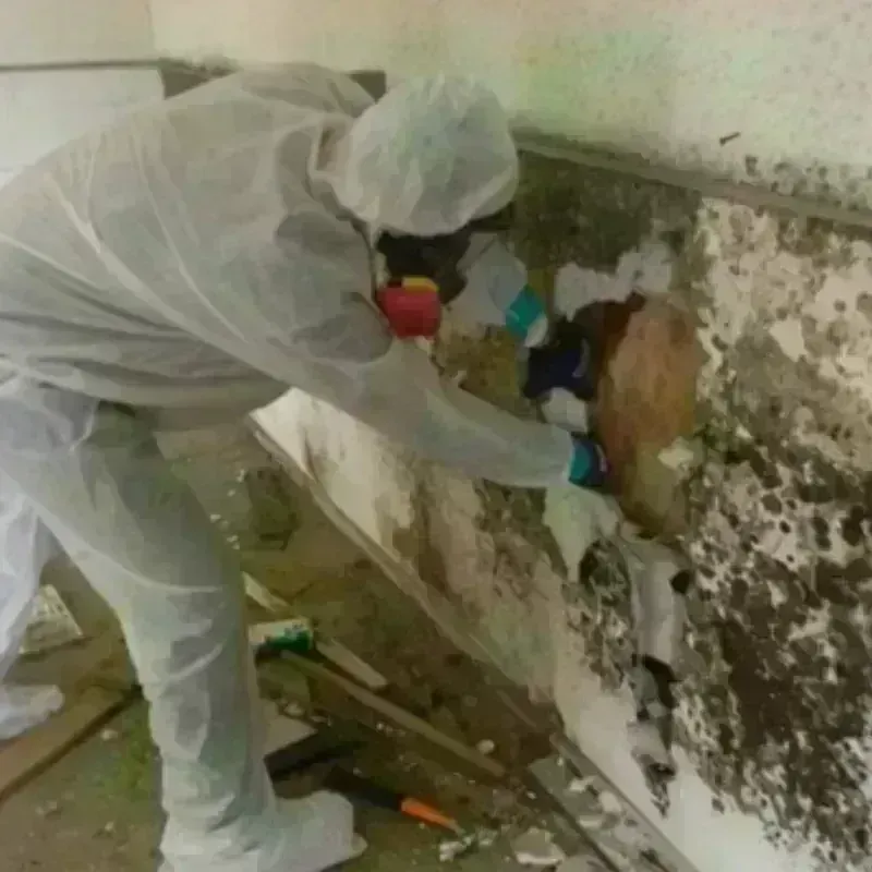 Mold Remediation and Removal in Red Hill, SC